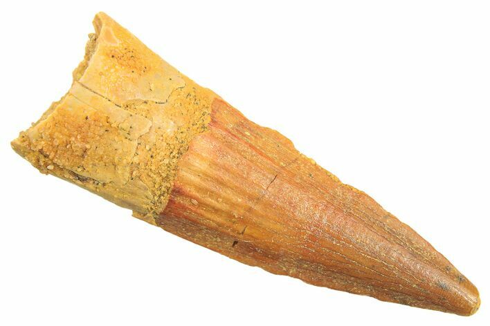 Juvenile Fossil Spinosaurus Tooth - Real Dinosaur Tooth #297320